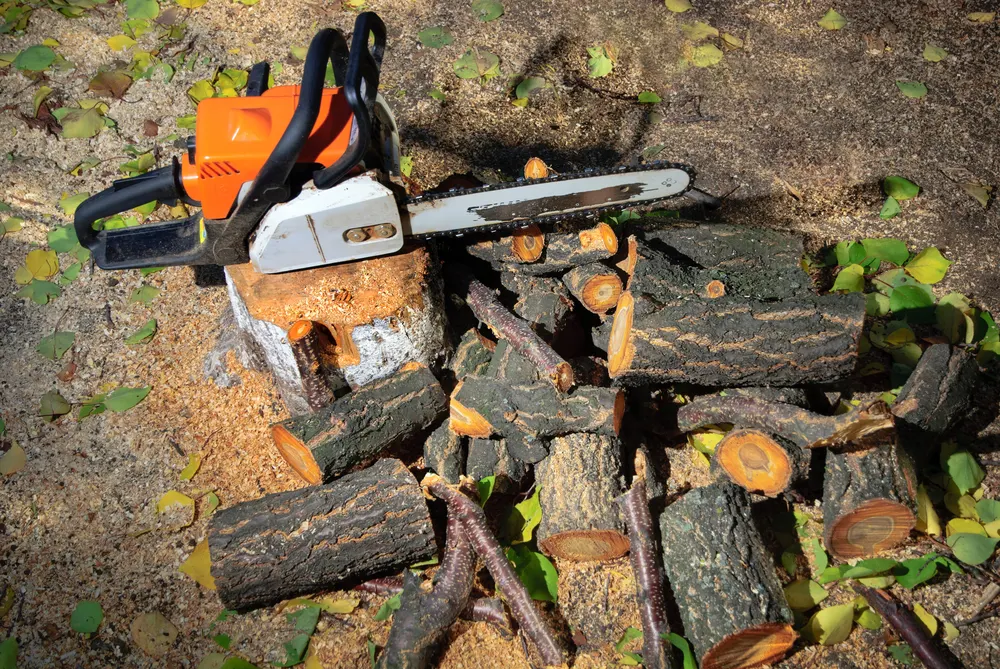 An image of a chainsaw sitting on a tree stump next to a stack of cut wood